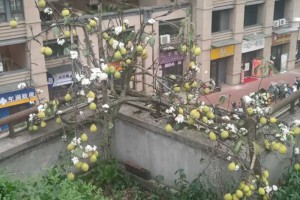 四川成都的梨树居然2次开花了，这到底预示着什么，有人知道吗？